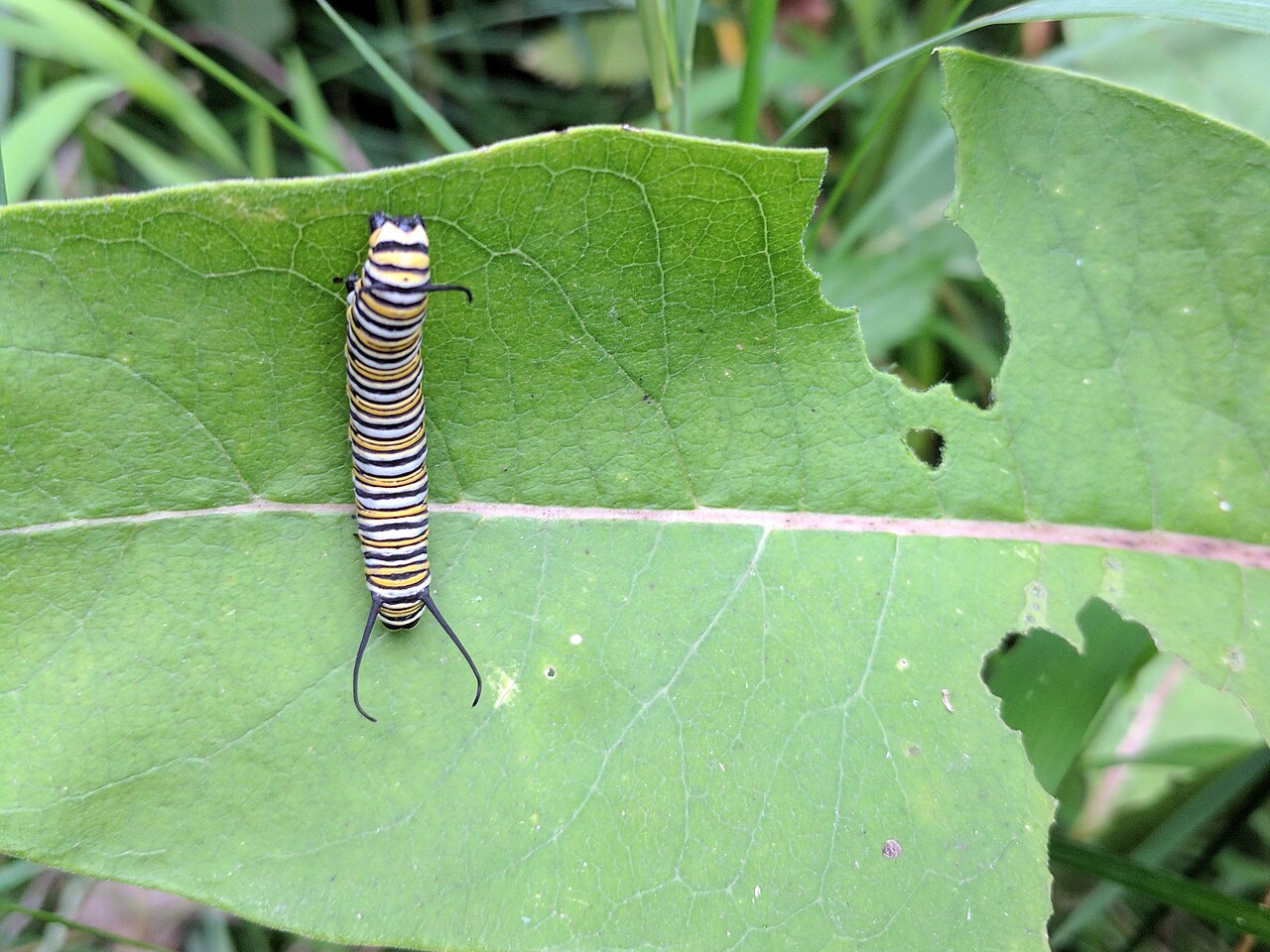 Monarch Caterpillars on Your Milkweed