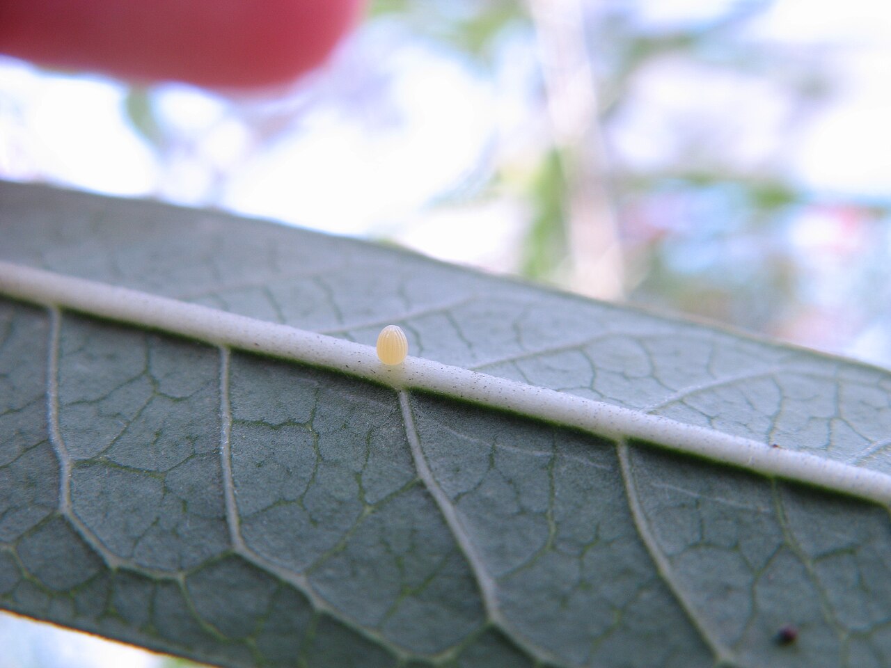 A single pale cream monarch egg on the underside of a milkweed leaf, held up to the light by a fingertip.