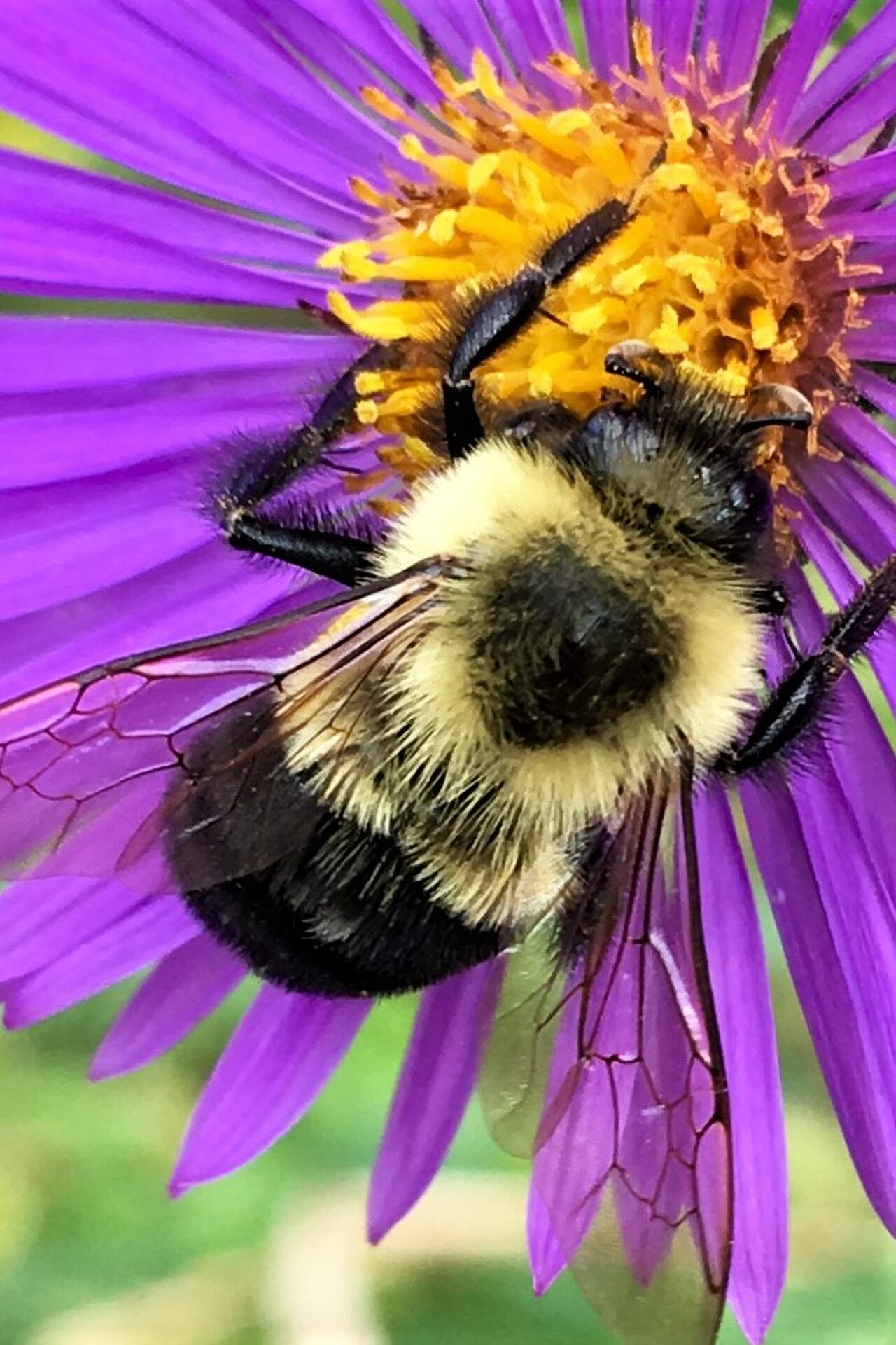 A common eastern bumblebee feeding on the purple flower of a New England Aster.