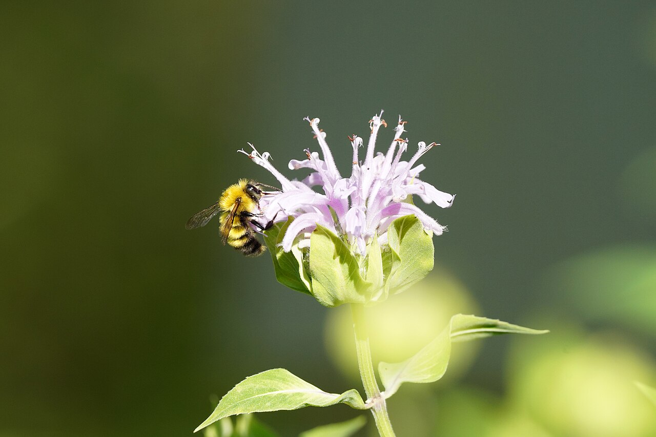 What's Blooming in Your July Garden
